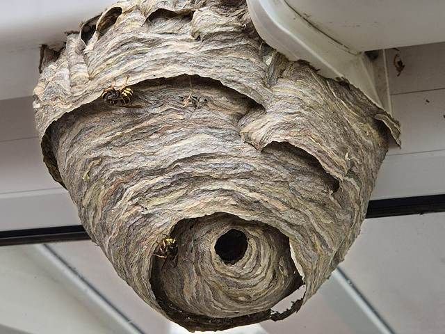 wasp-nest-treatment-6-kireth-ai
