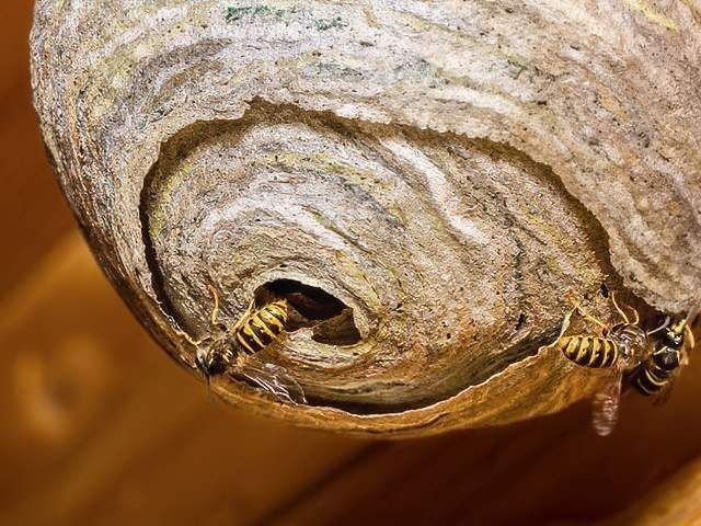 wasp-nest-treatment-4-kireth-ai