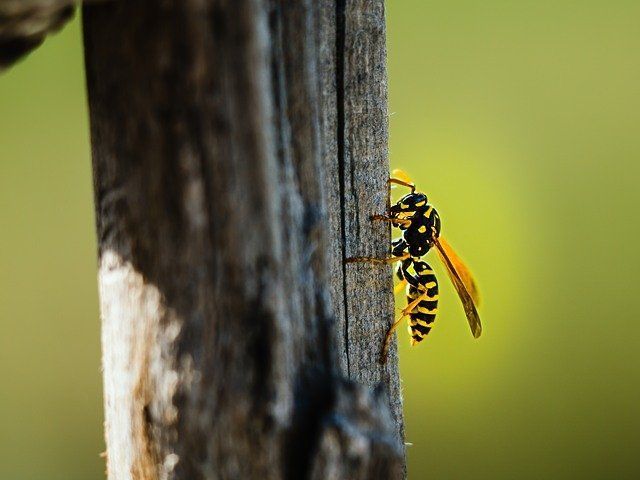 wasp-nest-treatment-1-kireth-ai