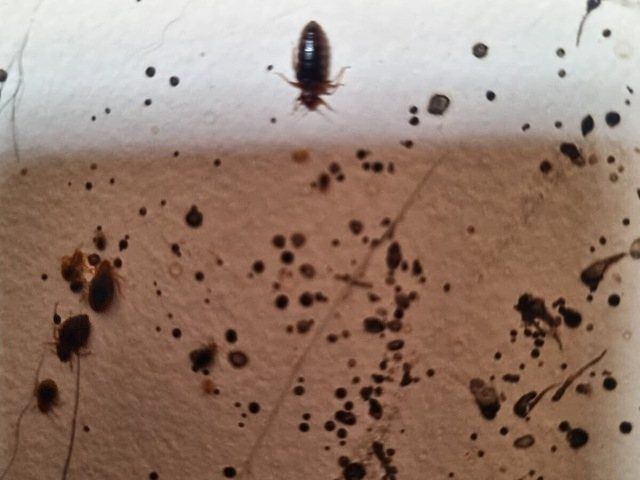 insect-treatment-services-3-kireth-ai