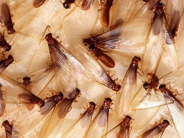 insect-treatment-services-10-kireth-ai