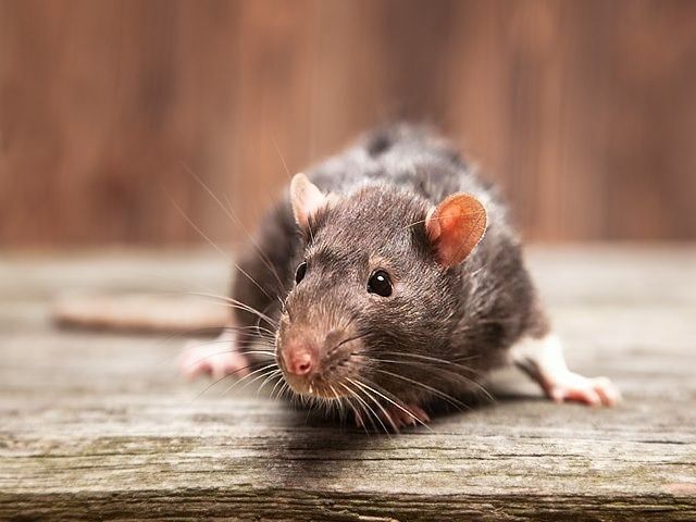 rodent-control-services-4-kireth-ai