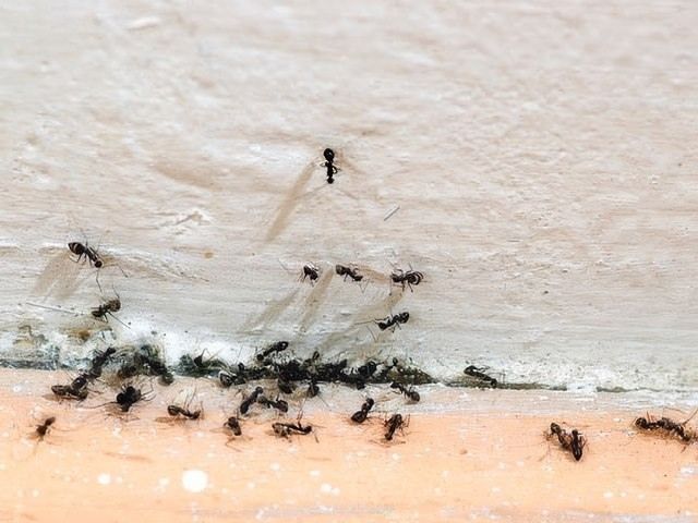 insect-treatment-services-17-kireth-ai