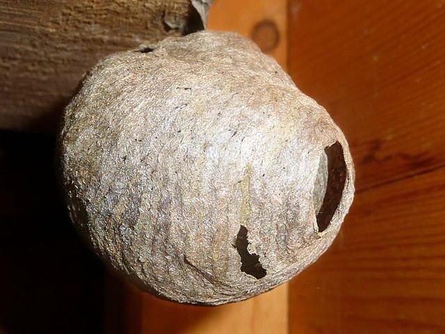 wasp-nest-treatment-9-kireth-ai