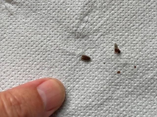 insect-treatment-services-4-kireth-ai