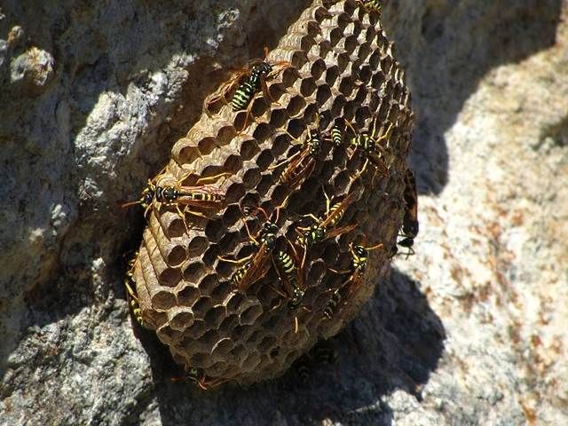 wasp-nest-treatment-2-kireth-ai
