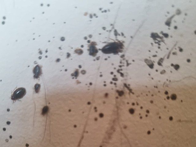 insect-treatment-services-15-kireth-ai