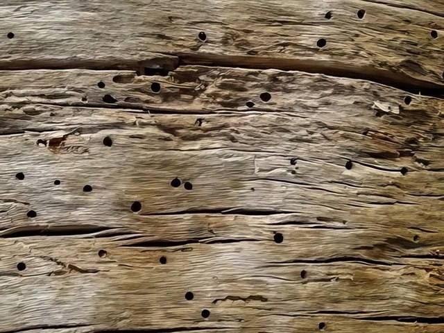 woodworm-treatment-services-3-kireth-ai